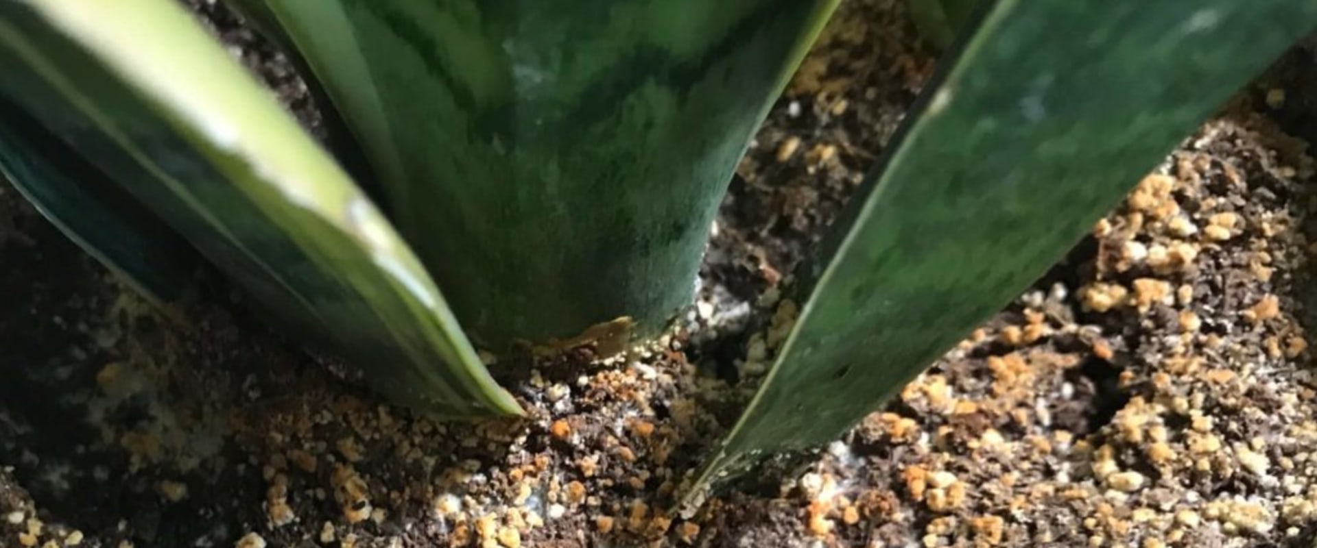 Recognizing When Your Indoor Plant Needs More Water
