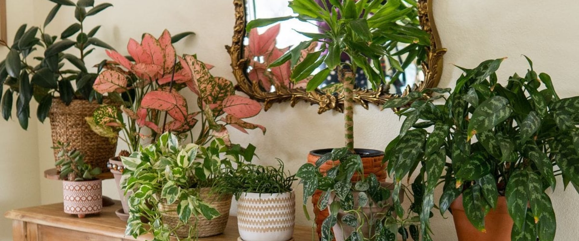 Optimal Indoor Spaces for Plant Growth: A Guide to Indoor Plant Care