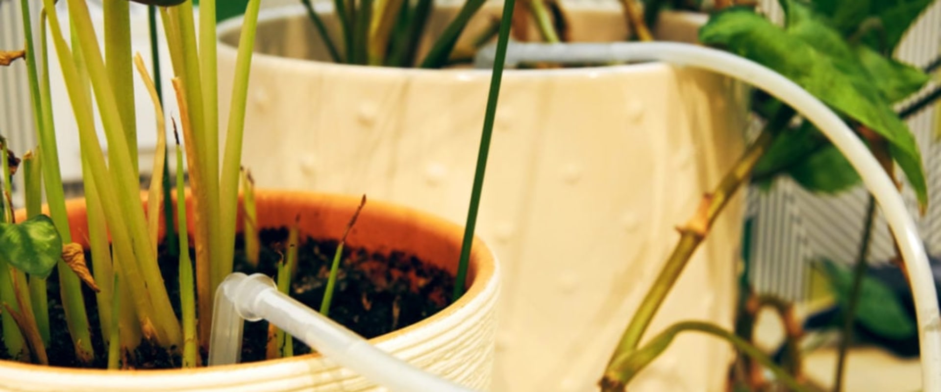 The Hidden Challenges of Overwatering Indoor Plants in Homes With Efficient Plumbing Systems