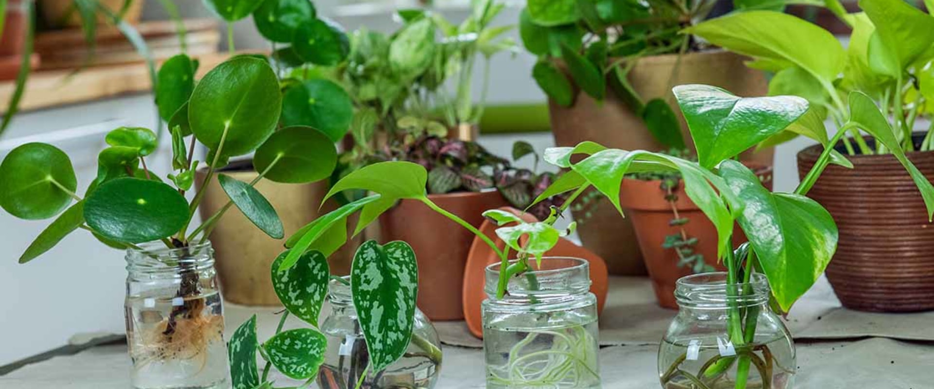 Mastering Indoor Plant Propagation: A Complete Guide to Thriving Houseplants
