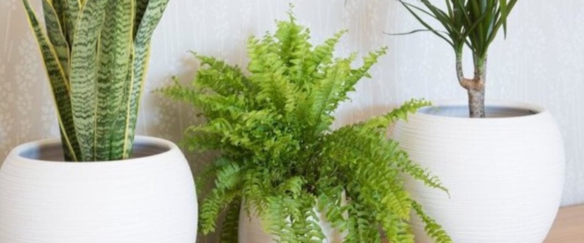 Understanding Temperature Needs for Healthy Indoor Plants