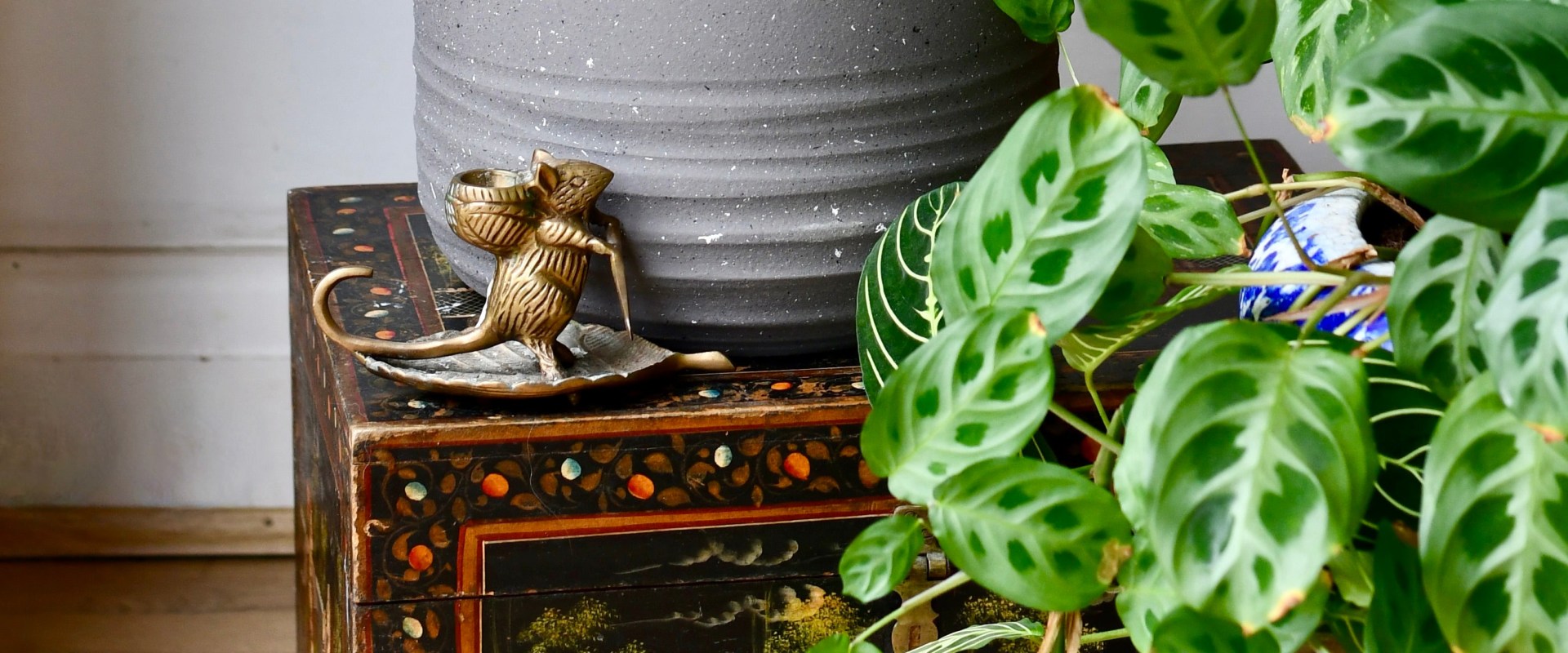 Understanding Sunlight Needs for Indoor Plants