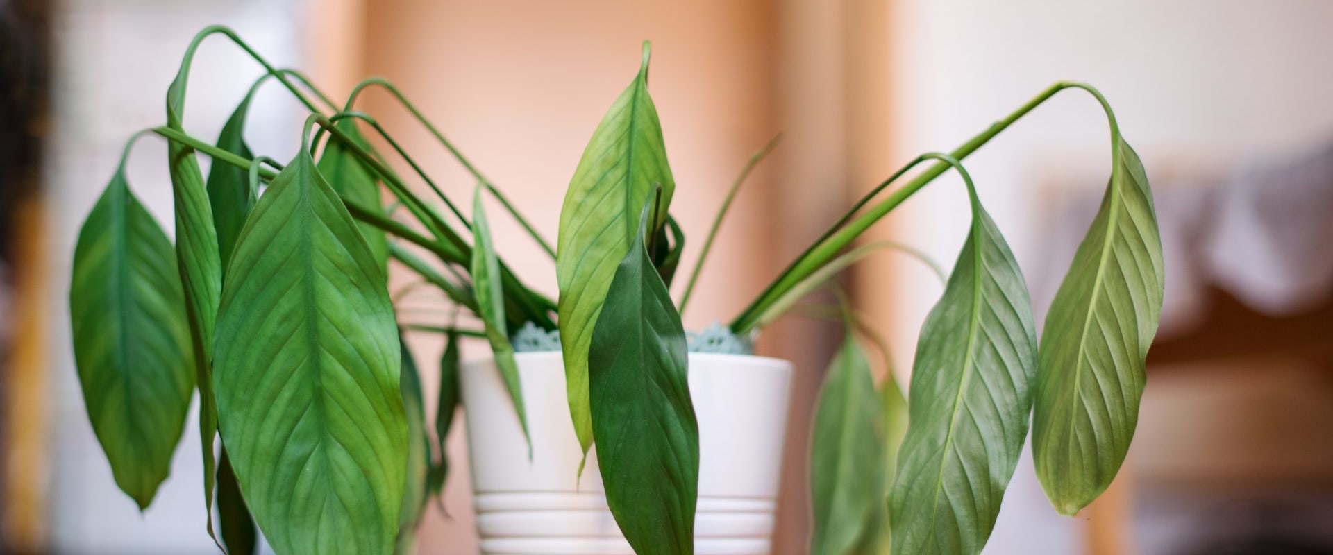 Identifying Shock in Indoor Plants After Relocation