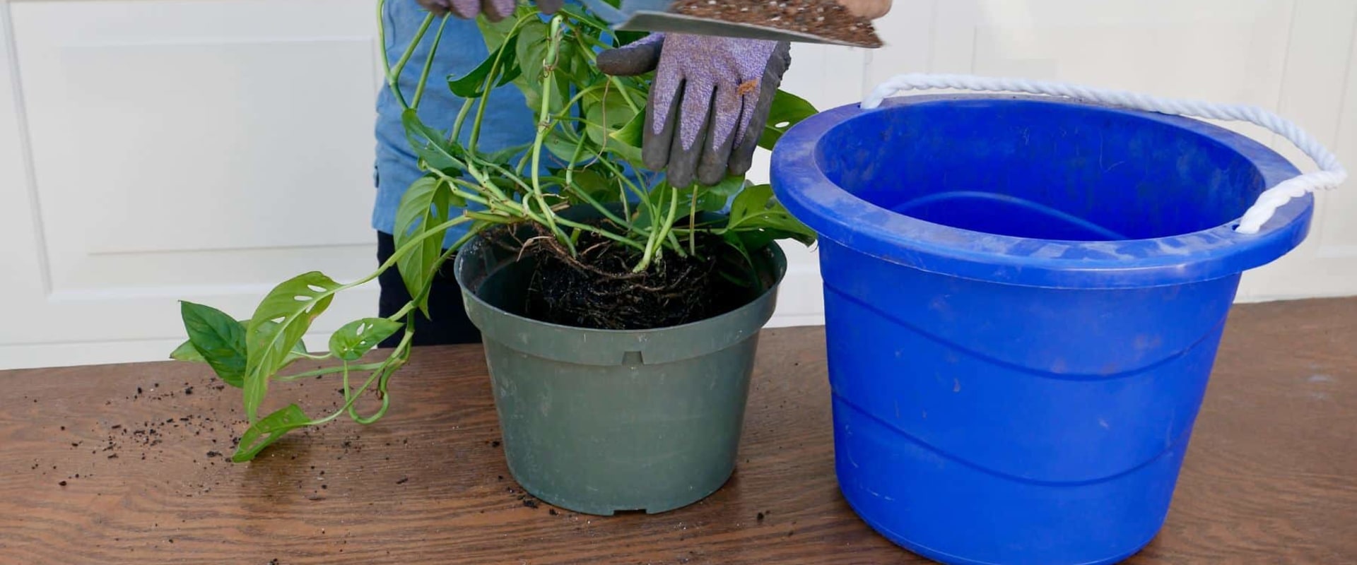 Choosing the Right Soil for Thriving Indoor Plants