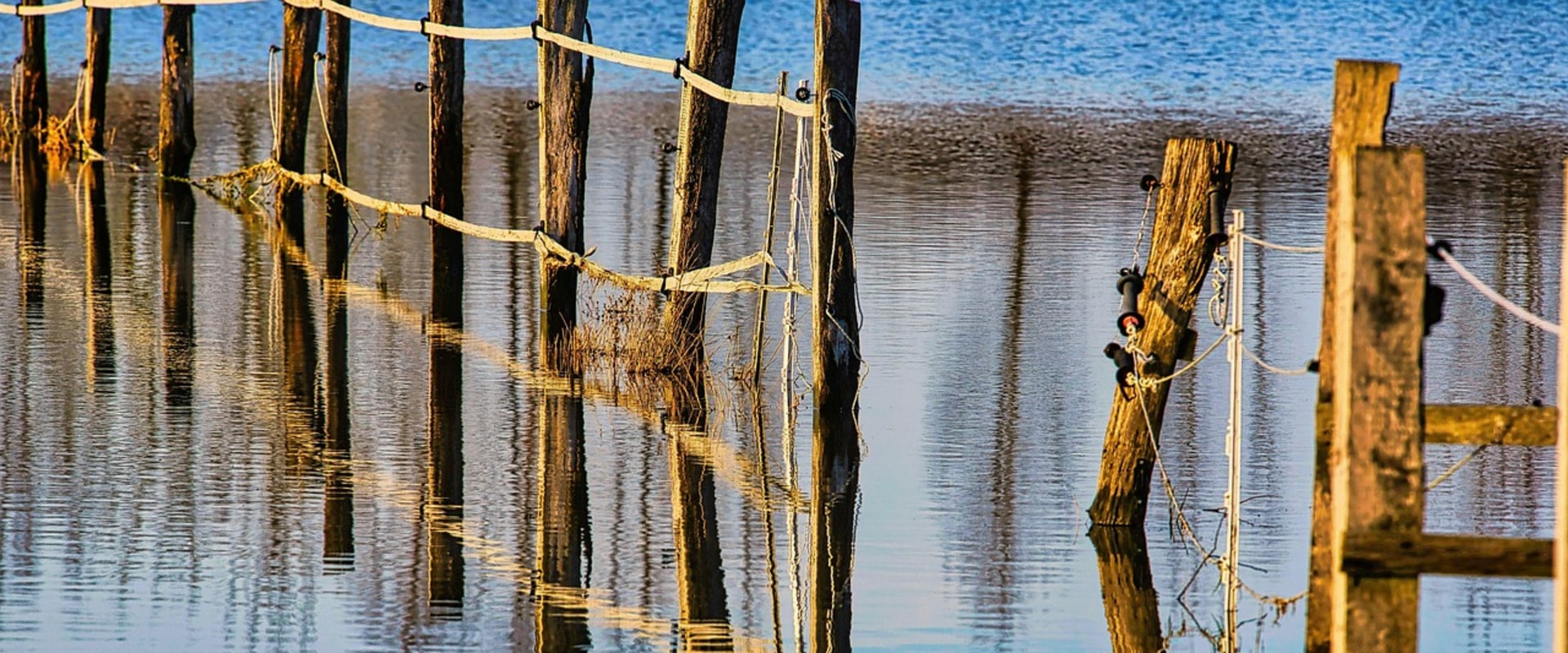 Indoor Plant Care and Flood Restoration in Seattle