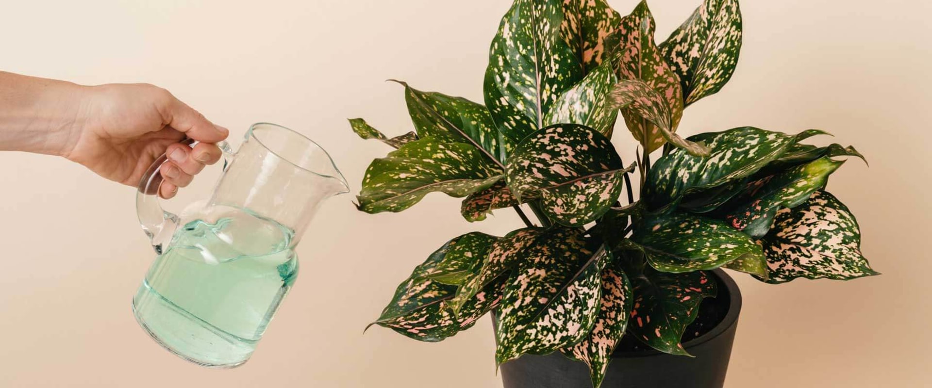 The Essential Guide to Fertilizing Your Indoor Plants