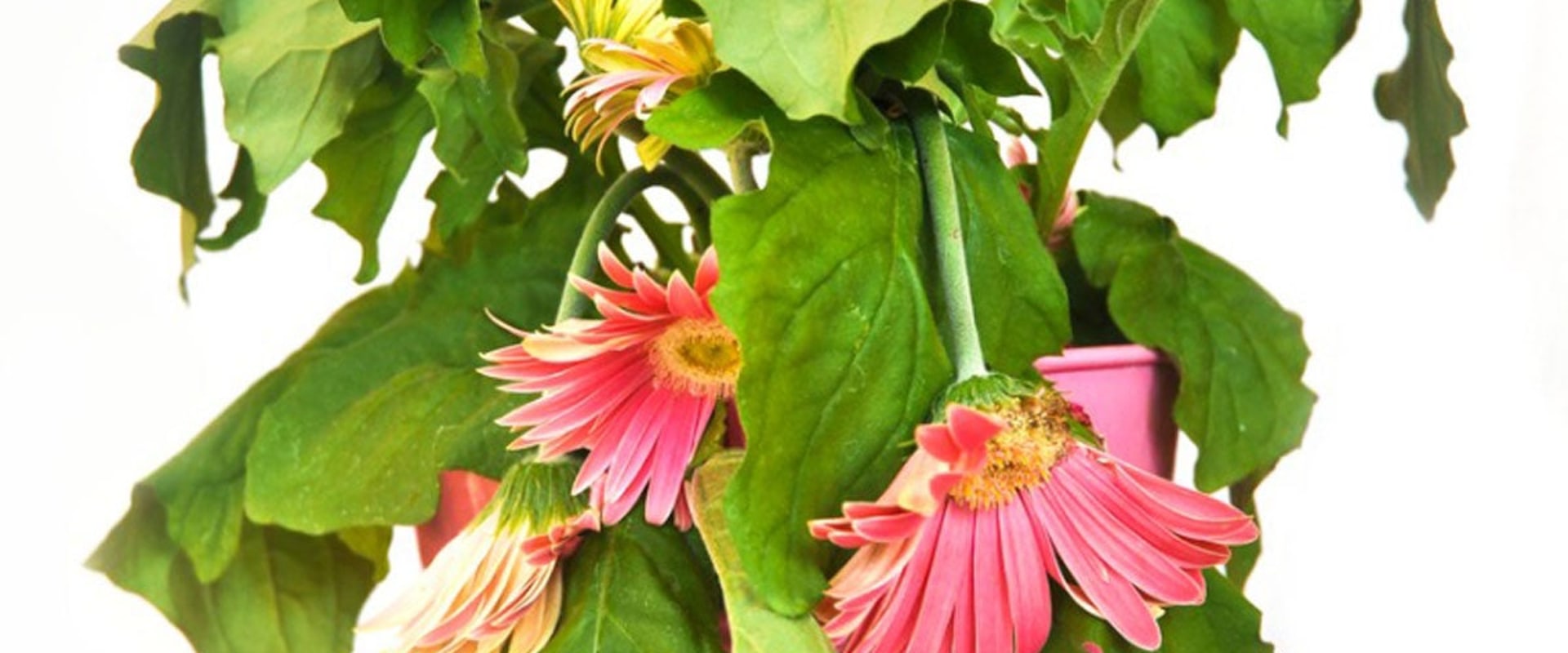 Effective Strategies for Reviving Indoor Plants After Shock