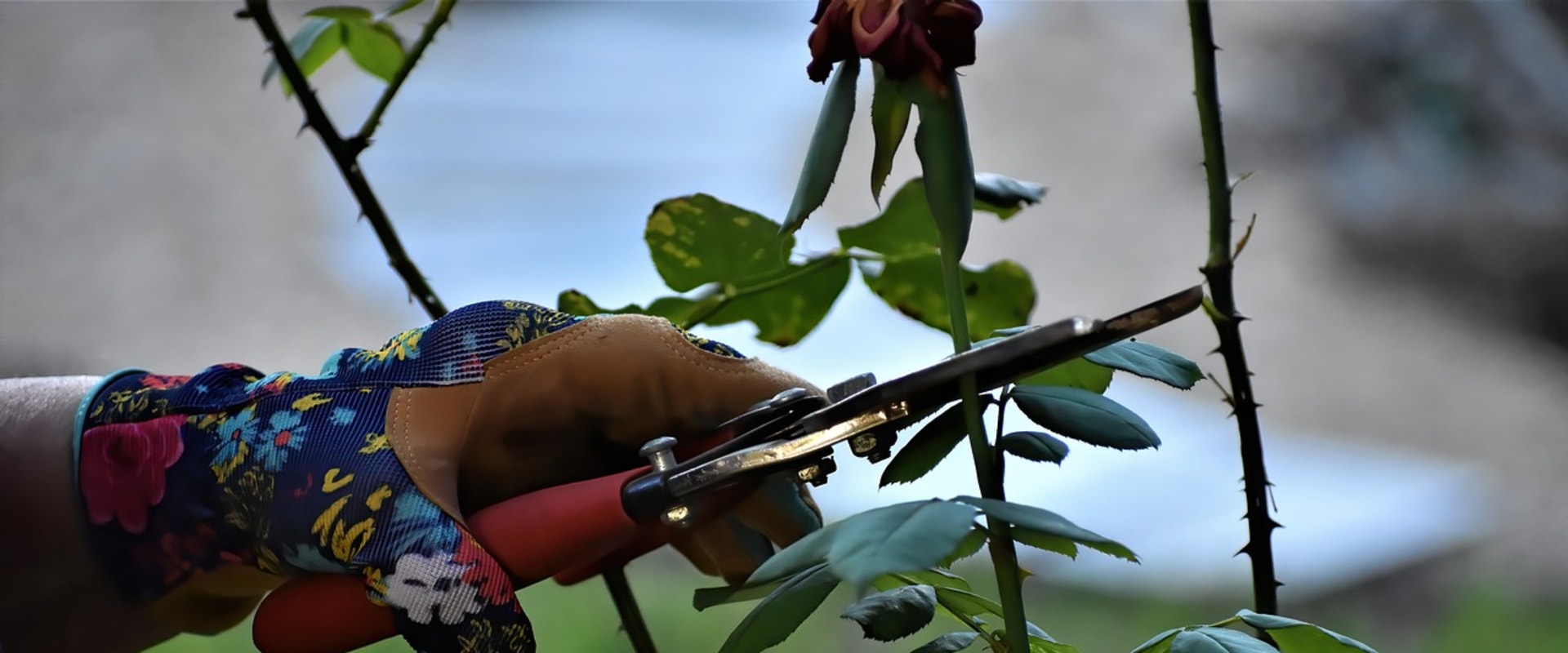 Mastering Indoor Plant Care: The Art of Pruning for Healthier Growth