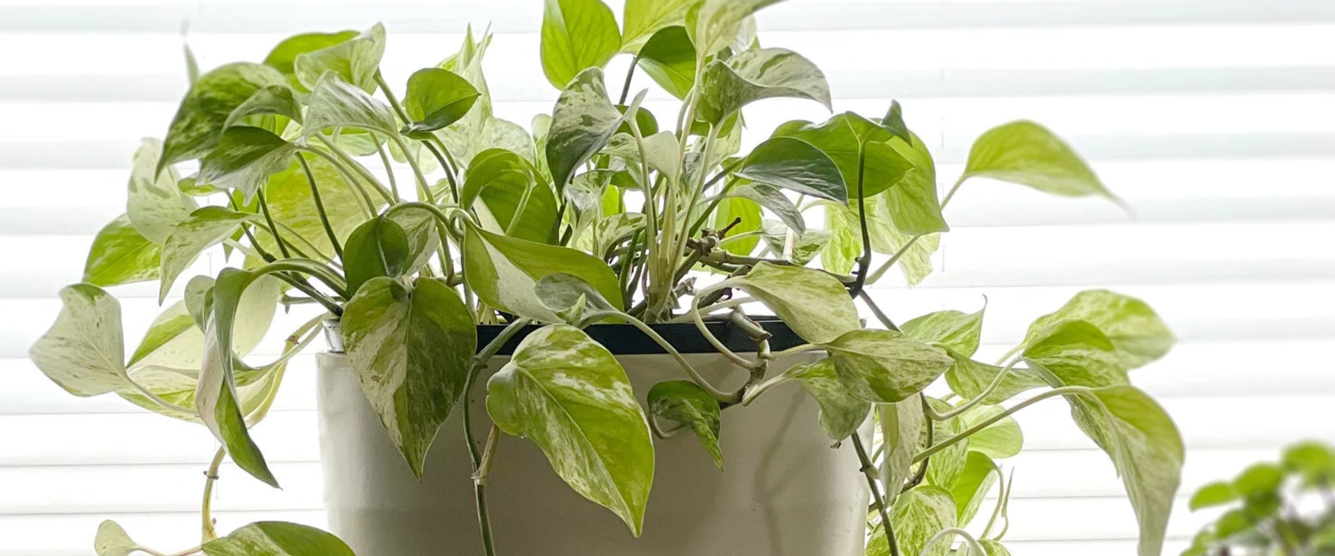 Signs Your Indoor Plant Needs a Bigger Pot: A Care Guide
