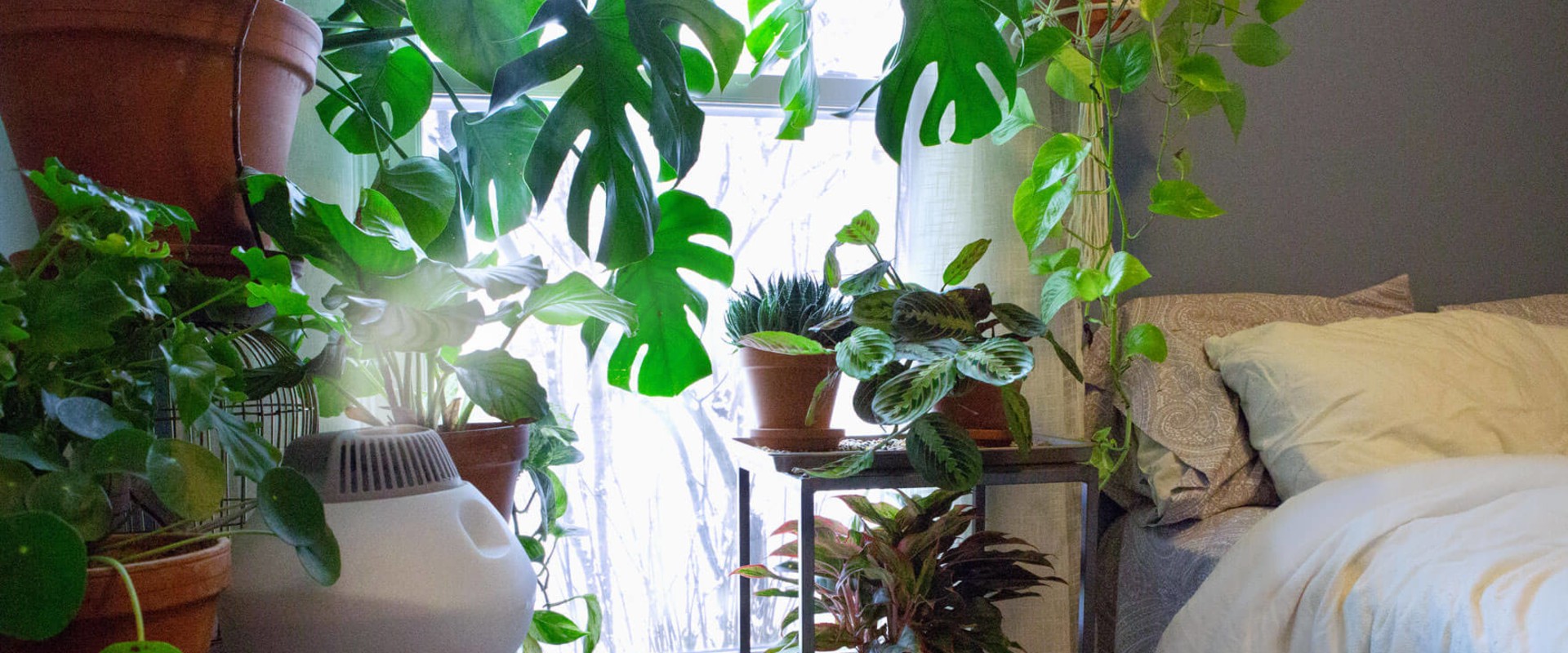 Understanding Humidity Needs for Healthy Indoor Plants