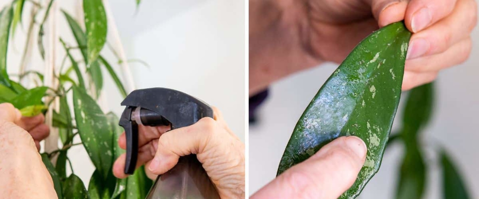 Essential Tips for Cleaning Indoor Plant Leaves