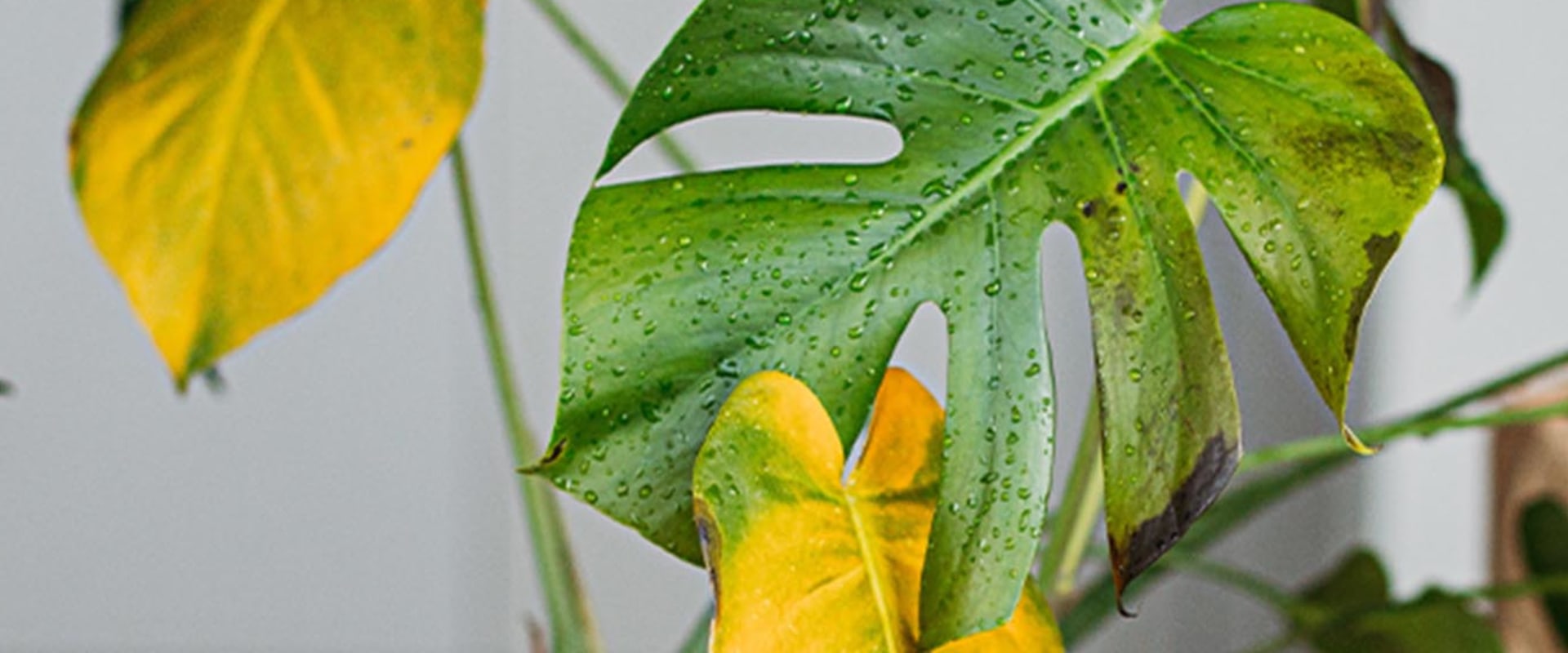 Essential Tips for Protecting Your Indoor Plants from Pests