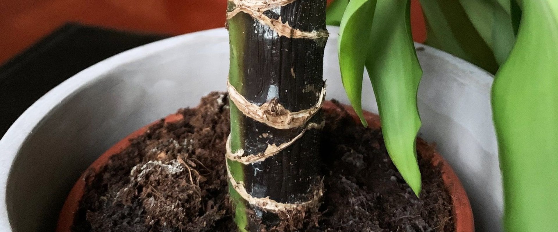 Understanding Common Diseases That Affect Indoor Plants