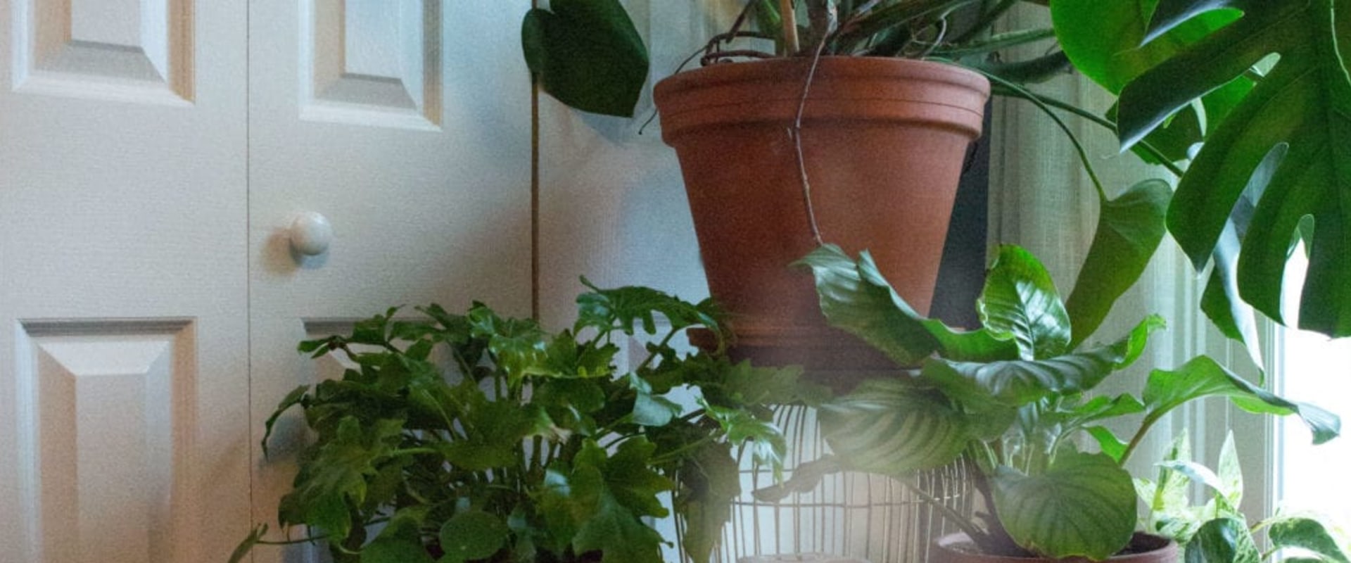 Effective Strategies to Boost Humidity for Thriving Indoor Plants