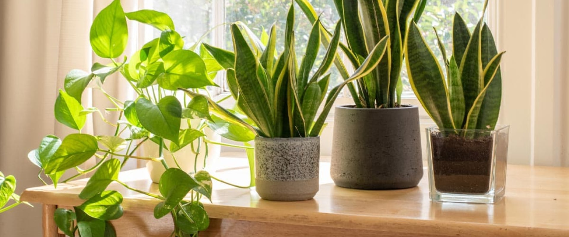 Enhancing Air Circulation for Healthier Indoor Plants