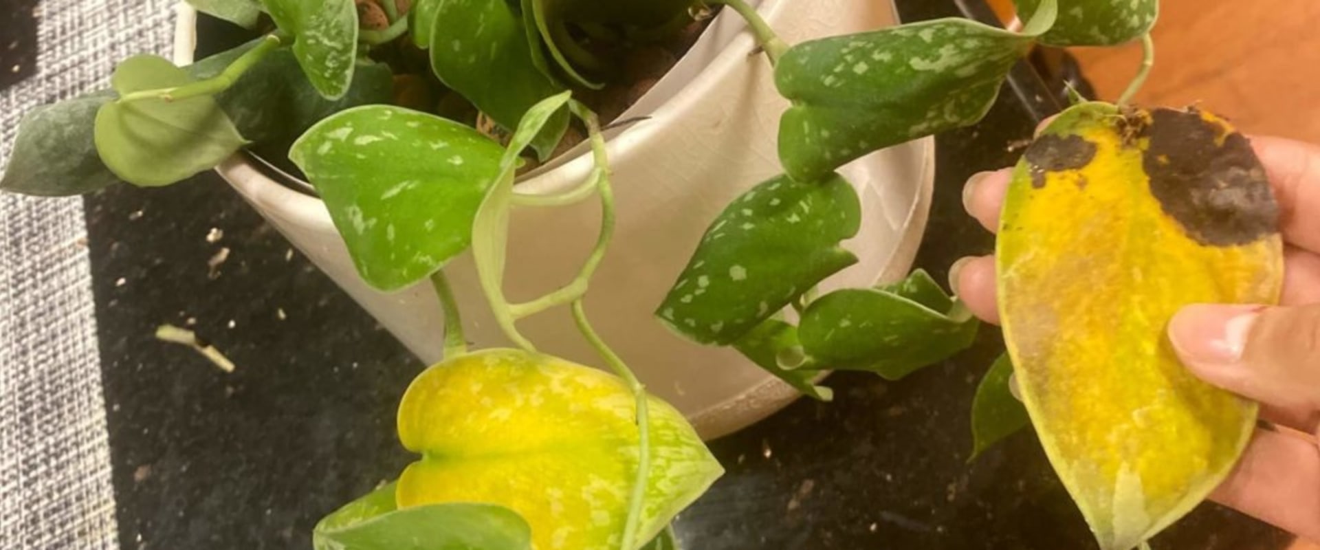 Recognizing the Signs of Overwatering in Your Indoor Plants