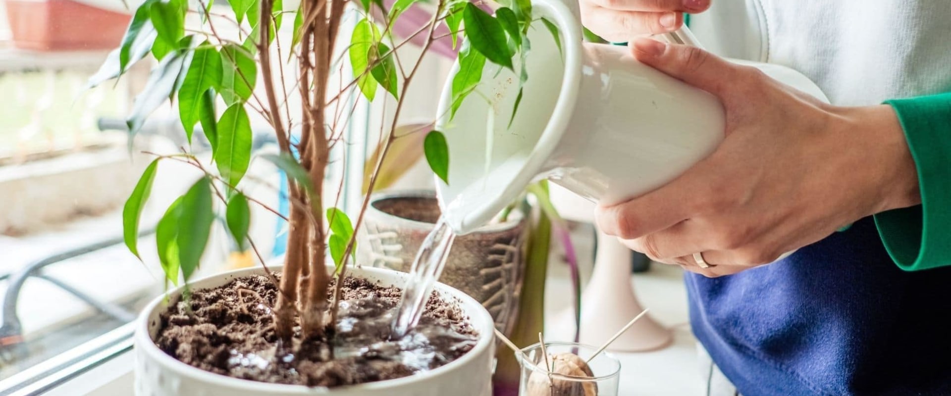 Common Indoor Plant Care Mistakes and How to Avoid Them