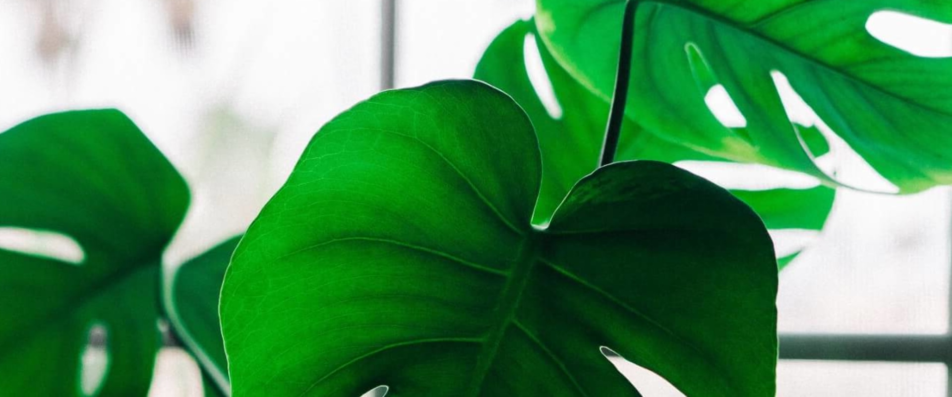 Low-Maintenance Indoor Plants for Effortless Home Care