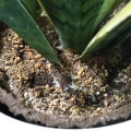 Recognizing When Your Indoor Plant Needs More Water