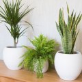 Understanding Temperature Needs for Healthy Indoor Plants