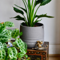 Understanding Light Needs for Healthy Indoor Plants