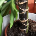 Essential Tips for Preventing Root Rot in Indoor Plants