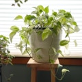 Signs Your Indoor Plant Needs a Bigger Pot: A Care Guide