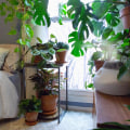 Understanding Humidity Needs for Healthy Indoor Plants