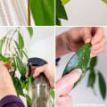 Essential Tips for Cleaning Indoor Plant Leaves