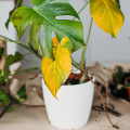 Essential Tips for Protecting Your Indoor Plants from Pests