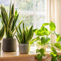 Understanding Air Circulation Needs for Healthy Indoor Plants