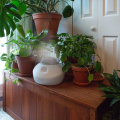 Effective Strategies to Boost Humidity for Thriving Indoor Plants