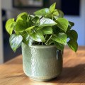 Mastering Indoor Plant Care: The Essential Guide to Watering