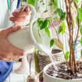 Common Indoor Plant Care Mistakes and How to Avoid Them