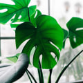 Low-Maintenance Indoor Plants for Effortless Home Care