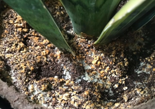 Recognizing When Your Indoor Plant Needs More Water