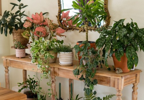 Optimal Indoor Spaces for Plant Growth: A Guide to Indoor Plant Care