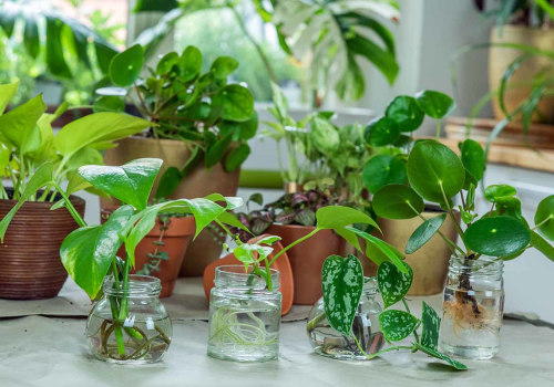 Mastering Indoor Plant Propagation: A Complete Guide to Thriving Houseplants