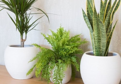 Understanding Temperature Needs for Healthy Indoor Plants
