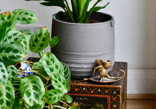 Understanding Sunlight Needs for Indoor Plants