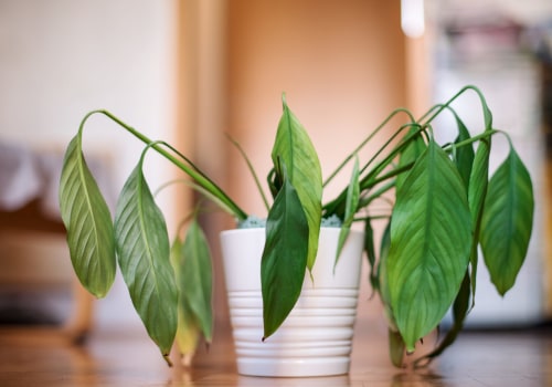 Identifying Shock in Indoor Plants After Relocation
