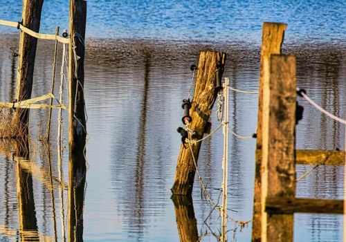 Indoor Plant Care and Flood Restoration in Seattle