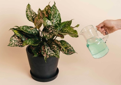 The Essential Guide to Fertilizing Your Indoor Plants