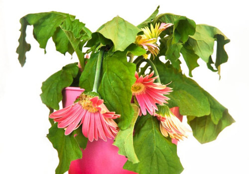 Effective Strategies for Reviving Indoor Plants After Shock