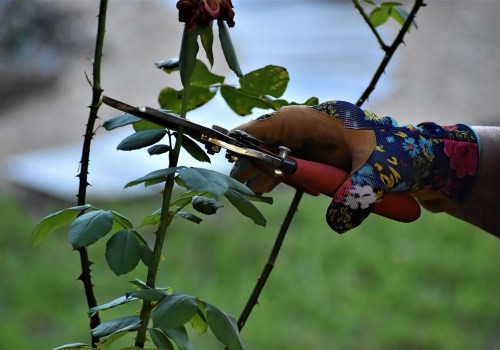 Mastering Indoor Plant Care: The Art of Pruning for Healthier Growth