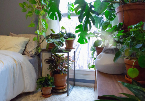 Understanding Humidity Needs for Healthy Indoor Plants