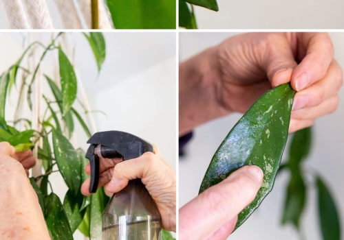 Essential Tips for Cleaning Indoor Plant Leaves