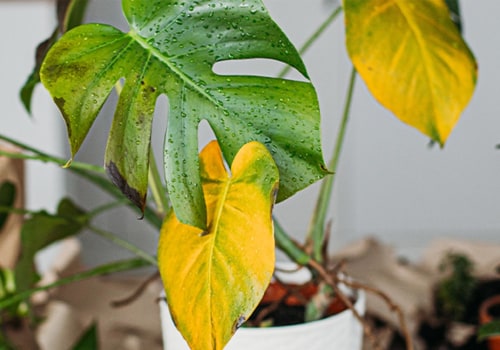 Essential Tips for Protecting Your Indoor Plants from Pests