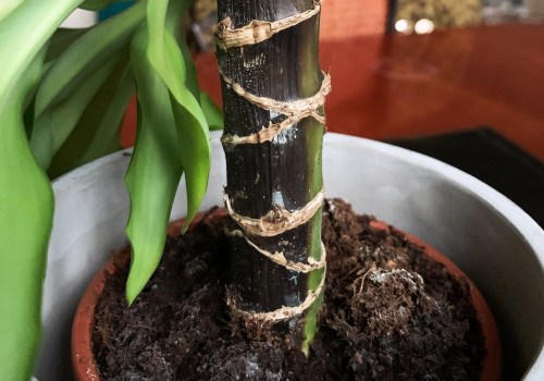 Understanding Common Diseases That Affect Indoor Plants