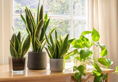 Understanding Air Circulation Needs for Healthy Indoor Plants